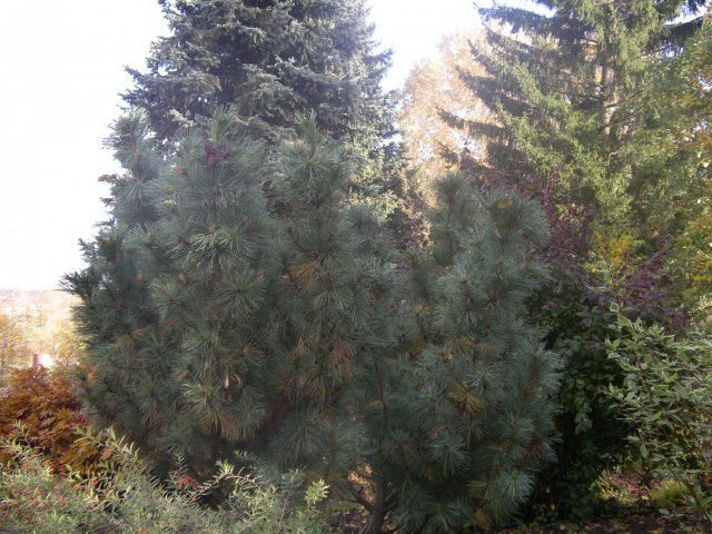 Pinus pumila